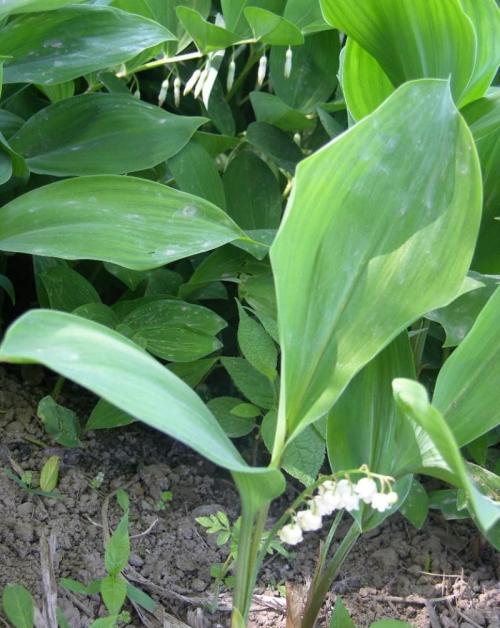 й½ϳƫ ȫůorȫ䣿